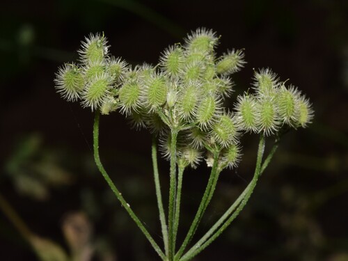 common hedge parsley