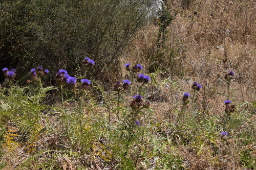 Artichoke Thistle