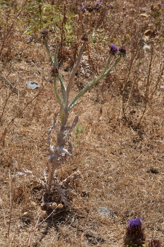 Onopordum macracanthum