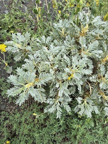 Astragalus microcephalus