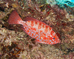 Heteropriacanthus carolinus