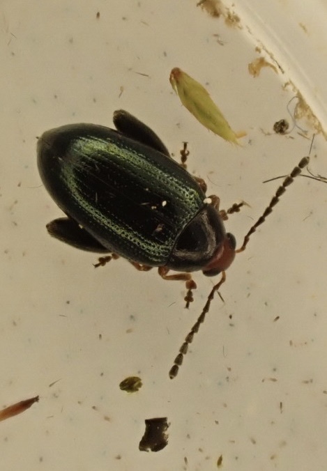 Flixweed Leaf Beetle