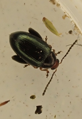 Flixweed Leaf Beetle