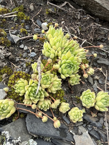 Sempervivum pumilum, photograph 1