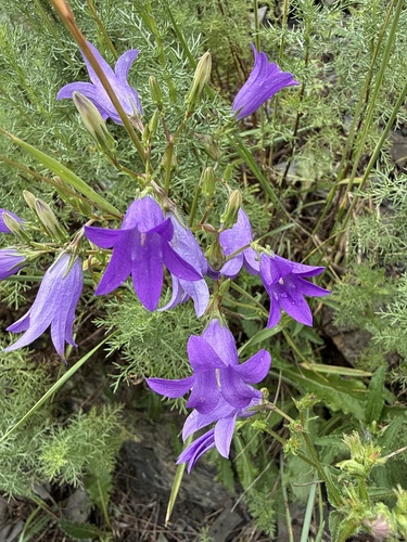 Campanula saxifraga
