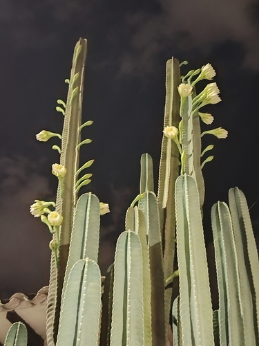 Cereus lepidotus