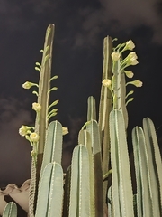 Cereus lepidotus