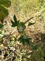 Malva pusilla