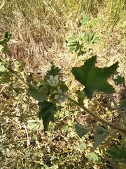 Malva pusilla