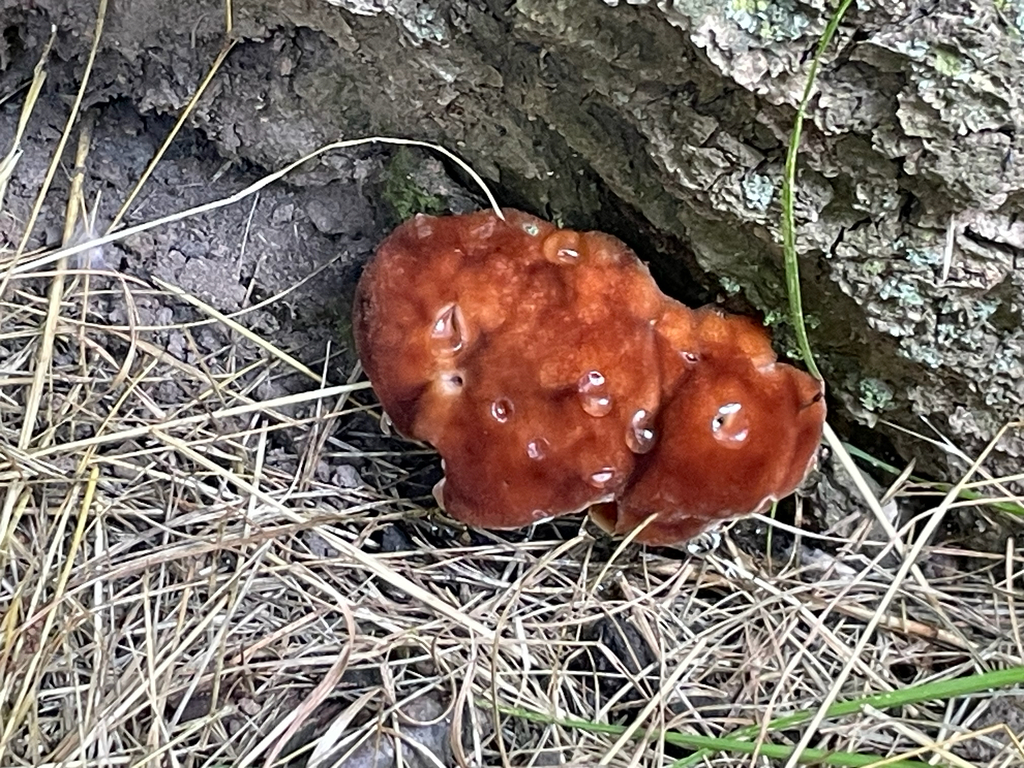 green cheese polypore · July 2026 · photo: Photo: no rights reserved · iNaturalist