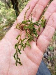 Selaginella wallacei
