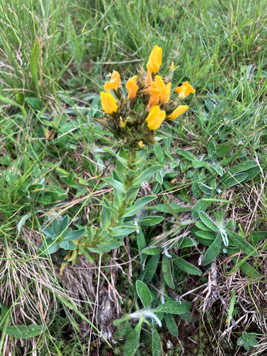 Linum capitatum (Linum capitatum)