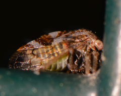 Cyrtolobus tuberosus