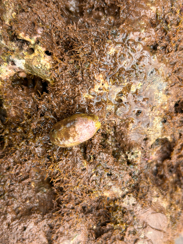 Cypraea isabella observed 2026-06-05