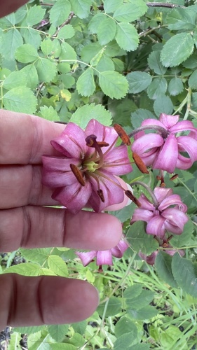 Martagon Lily