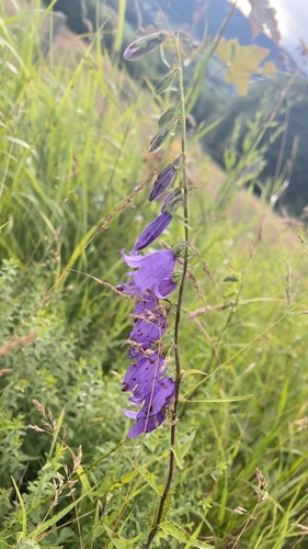 Creeping Bellflower