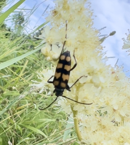 four-banded longhorn beetle