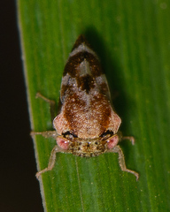 Cyrtolobus tuberosus