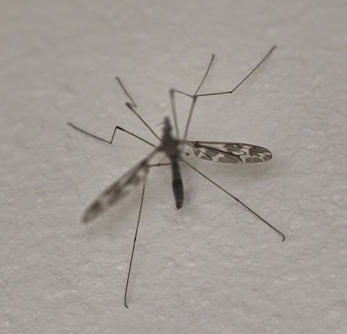 iNaturalist observation photo of Common Crane Flies