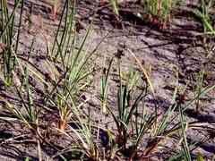 Juncus drummondii