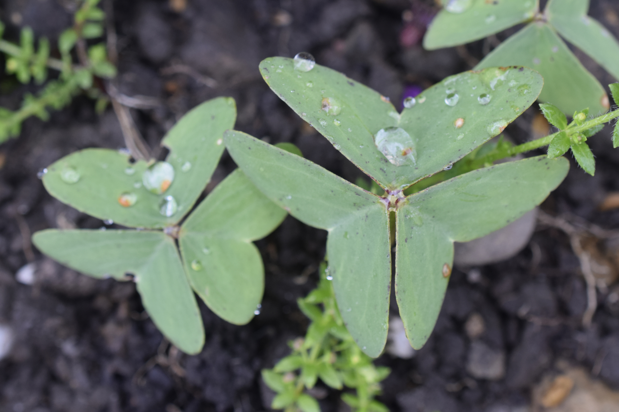 Oxalis latifolia image