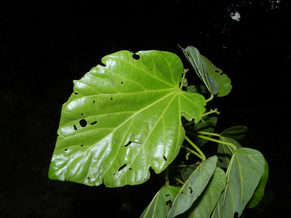 Pterygota excelsa