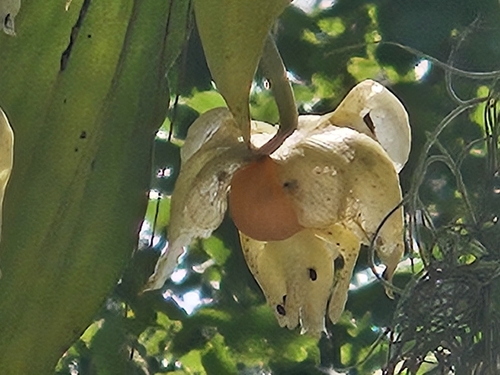 Stanhopea saccata, photograph 6