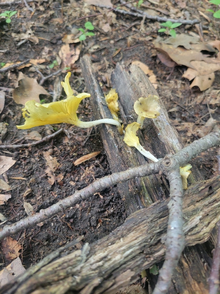 golden-gilled gerronema · July 2026 · photo: Photo: no rights reserved · iNaturalist