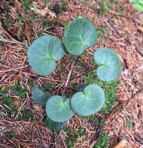 Soldanella carpatica, photograph 1