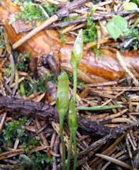 Soldanella carpatica, photograph author not stated, no rights reserved