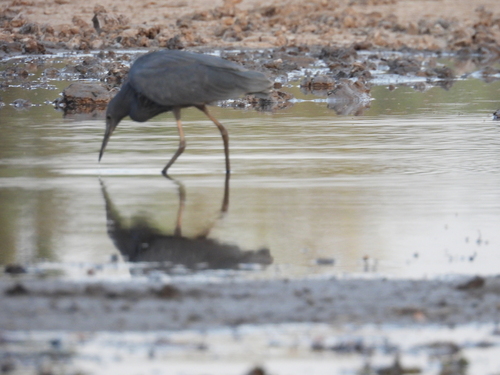 iNaturalist image