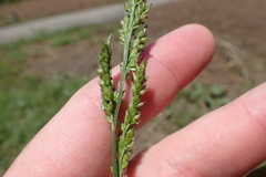 Echinochloa crus-pavonis