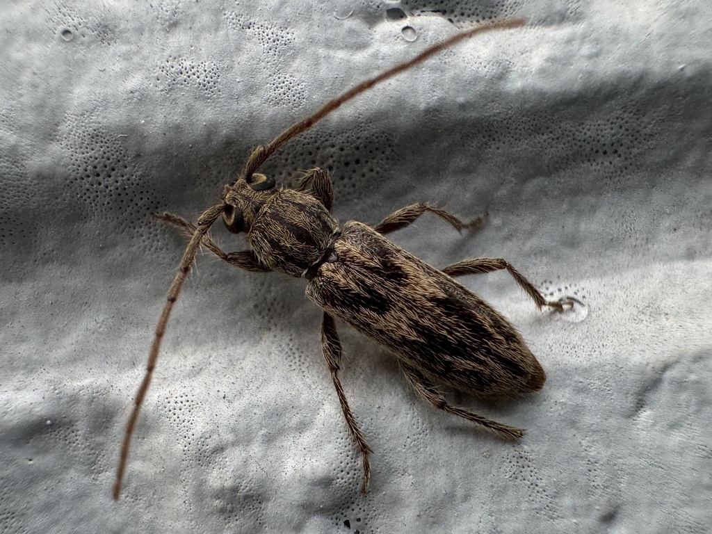 Achryson quadrimaculatum