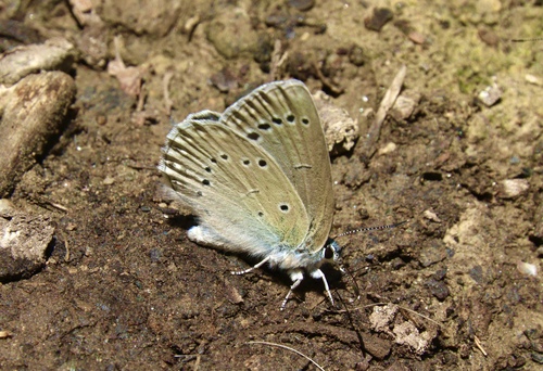 Iolas Blue