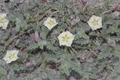 Chamaesaracha coniodes