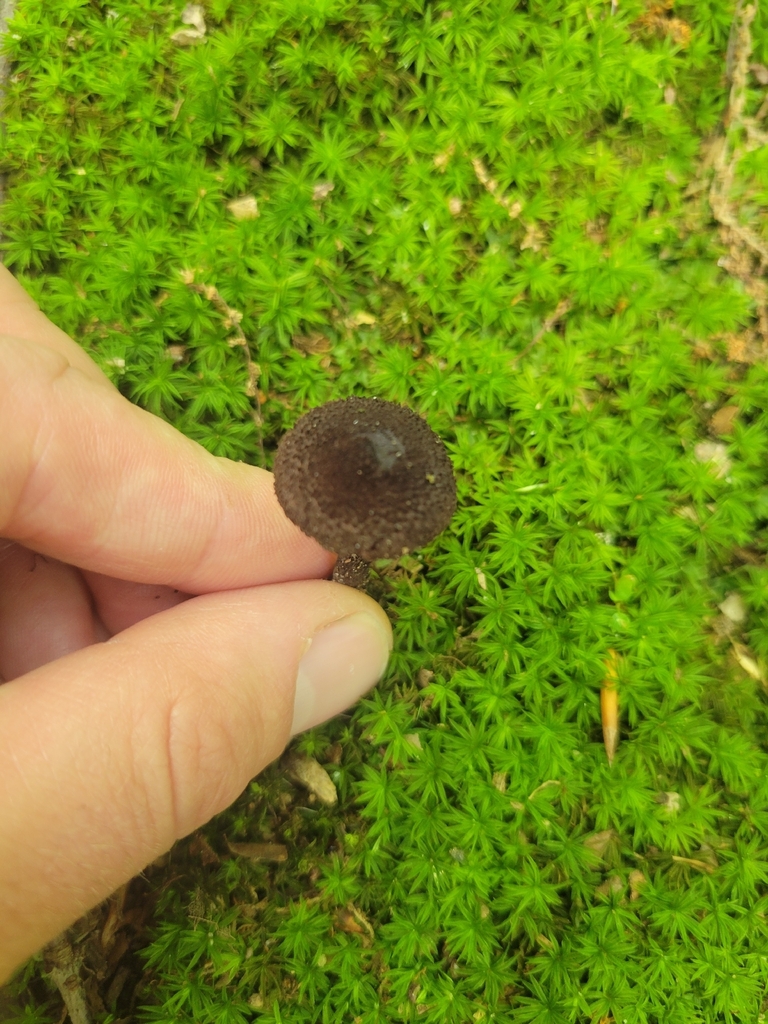 Inocybe tahquamenonensis · July 2026 · photo: Photo: no rights reserved · iNaturalist