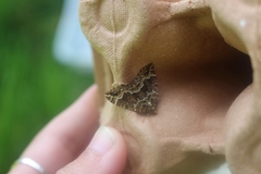 Lampropteryx suffumata