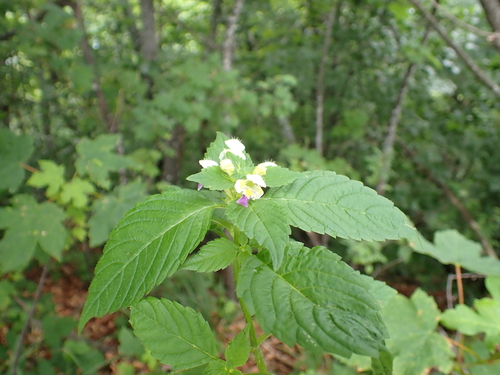 Large-flowered Hemp-nettle