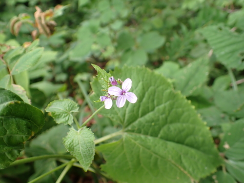 perennial honesty
