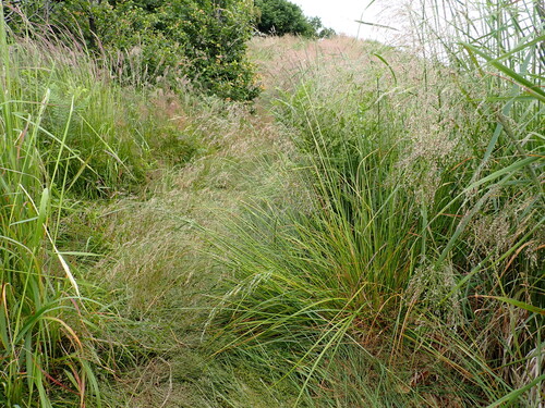 tufted hair grass