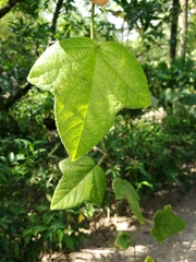 Passiflora menispermifolia