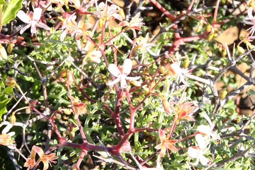 Pelargonium crithmifolium, photograph 3