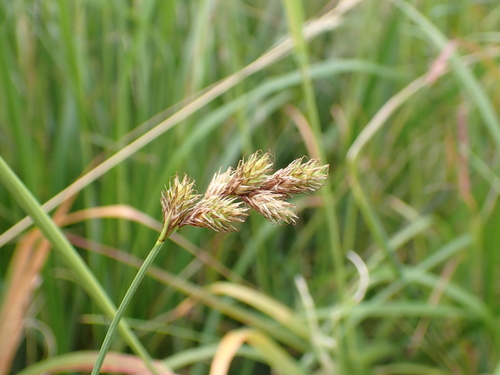 oval sedge