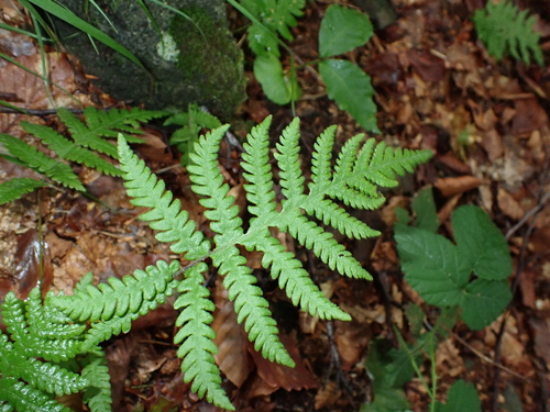 long beech fern