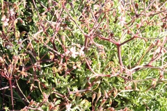 Pelargonium crithmifolium