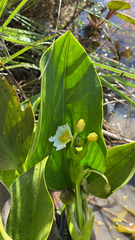 Sagittaria rhombifolia
