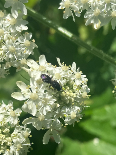 iNaturalist observation photo of Masked Bees