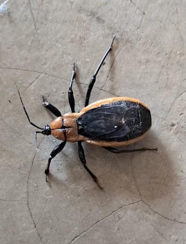 Millipede Assassin