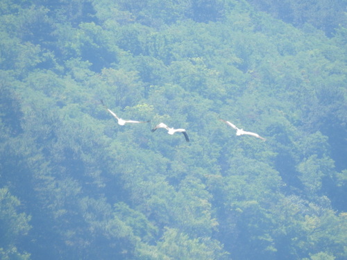 Dalmatian Pelican
