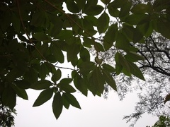 Solanum riparium